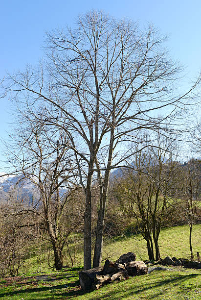 Cтоковое фото Дерево в виде горного пейзажа