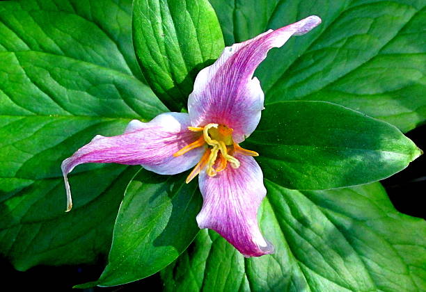 trillium ovatum, occidental blanco trillium, idaho flores silvestres - idaho beautiful western usa usa fotografías e imágenes de stock