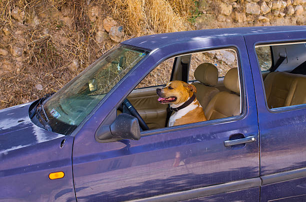 istock Dog in the car 514221020