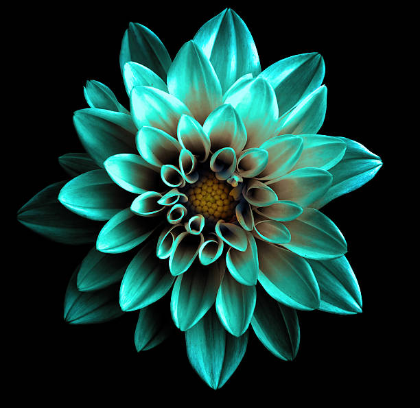 Surreal dark chrome turquoise flower dahlia macro isolated Surreal dark chrome turquoise flower dahlia macro isolated on black tropical flower photos stock pictures, royalty-free photos & images