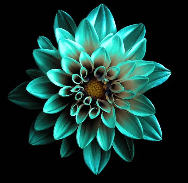 Photo of Surreal dark chrome turquoise flower dahlia macro isolated