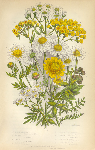 Very Rare, Beautifully Illustrated Antique Engraved Chamomile, Yarrow, Milfoil, Daisy, Aster, Mayweed, Victorian Botanical Illustration Victorian Botanical Illustration, from The Flowering Plants and Ferns of Great Britain, Published in 1846. Copyright has expired on this artwork. Digitally restored.