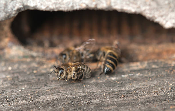 dead bees - dead animal imagens e fotografias de stock