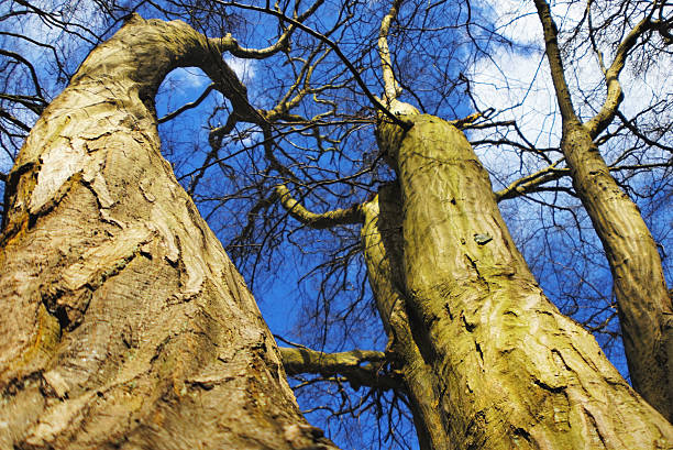 hohen bäumen und blauen himmel - chrissy stock-fotos und bilder