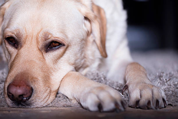 istock Labrador dog laying on a grey rug 514224026
