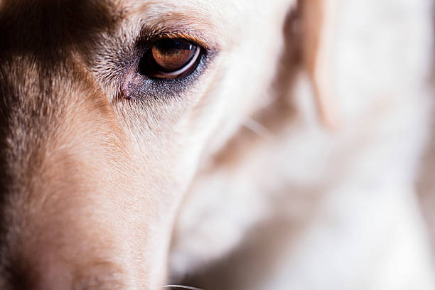 istock Labrador dog close up of eye 514224338