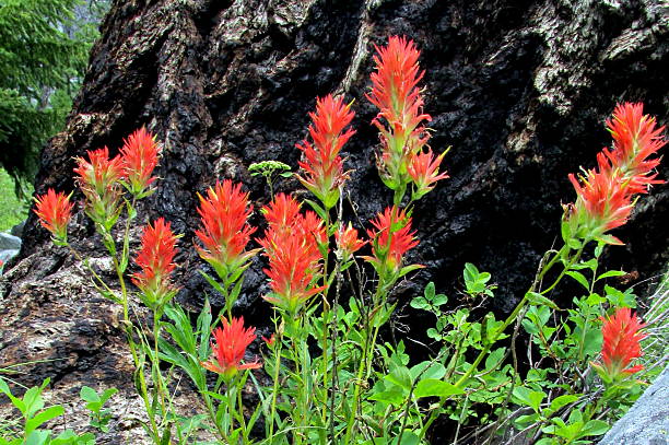 castilleja, occidental de flores silvestres, idaho, ee. uu. occidental - idaho beautiful western usa usa fotografías e imágenes de stock