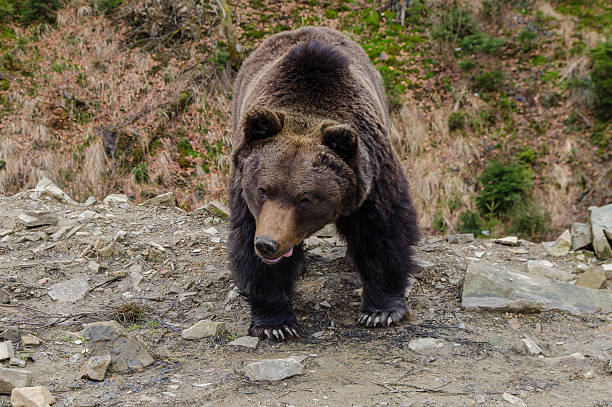 istock Emotins of a wild brown bear 514224630