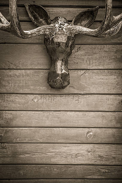 istock Elk horns trophy on wooden wall with copy space 514226422