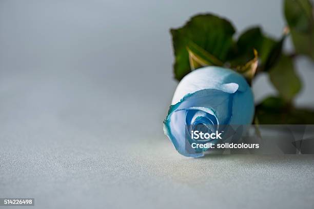 Blue Rose On Paper Background Stock Photo - Download Image Now - Rose - Flower, Blue, Beauty In Nature