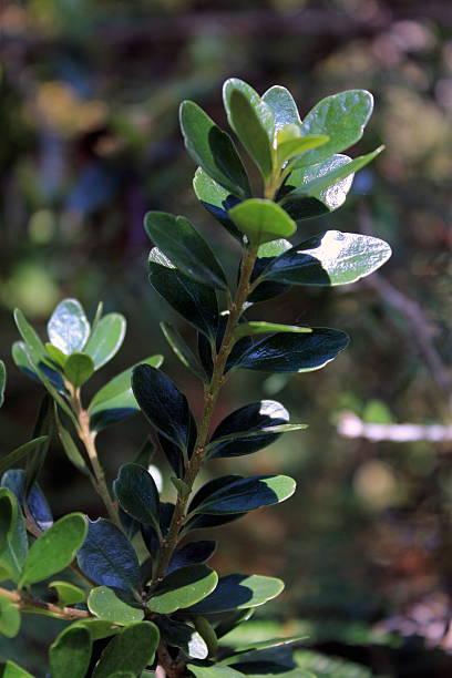 istock Melicytus obovatus 514228404