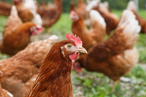 istock Free-range hens (chicken) on an organic farm 514228904