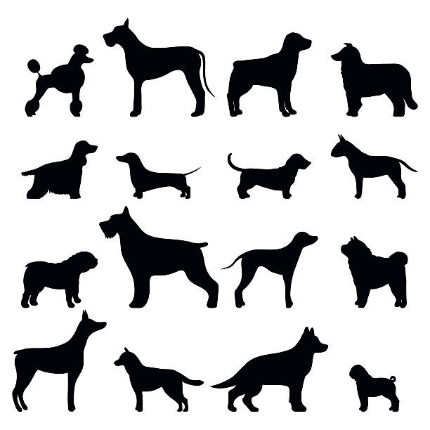 dog breed vector black silhouette - kaniş stock illustrations