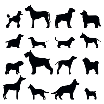 Dog breed vector black silhouette. Dog breed black icons isolated on white background. Dog breed black vector icon illustration. Dog breed black silhouette isolated vector. Dog breed flat silhouette