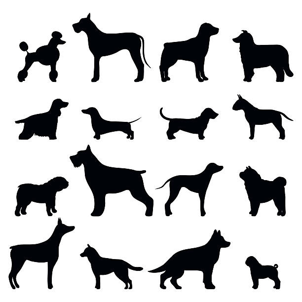 Dog breed vector black silhouette Dog breed vector black silhouette. Dog breed black icons isolated on white background. Dog breed black vector icon illustration. Dog breed black silhouette isolated vector. Dog breed flat silhouette dane county stock illustrations