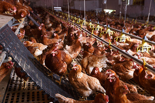 Farm chicken in a barn, drinking, eating and laying eggs Farm chicken in a barn, drinking and eating from an automatic feeder and waterer, laying eggs. Animal abuse, living in captivity, food production and industry concept. Automatic Feeders for Chickens stock pictures, royalty-free photos & images
