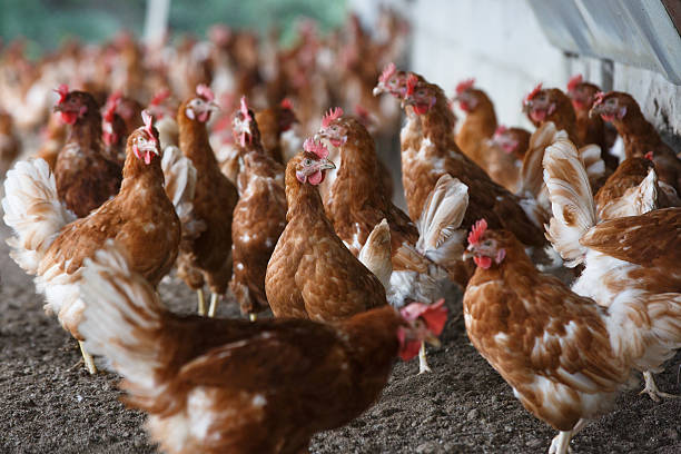istock Free-range chicken freely grazing outside 514229420