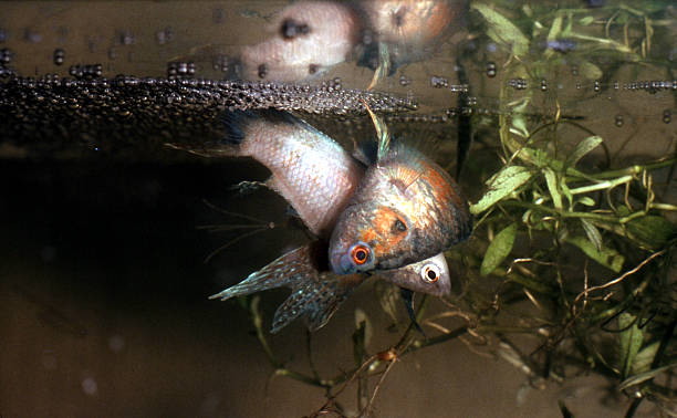 istock Paradise Fish in warm embrace under the bubblenest. Macropodus opercularis. 514231938