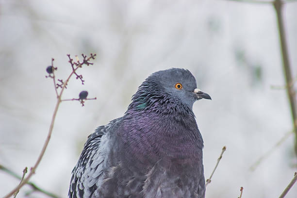 istock Pigeons sitting on the branch 514232138