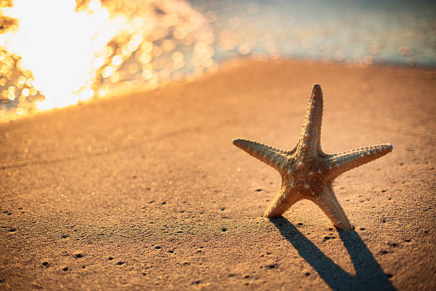 istock Starfish on the beach at sunrise 514232194