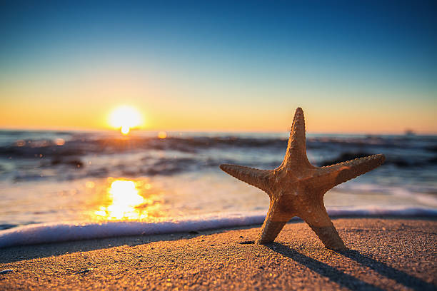 istock Starfish on the beach at sunrise 514232228