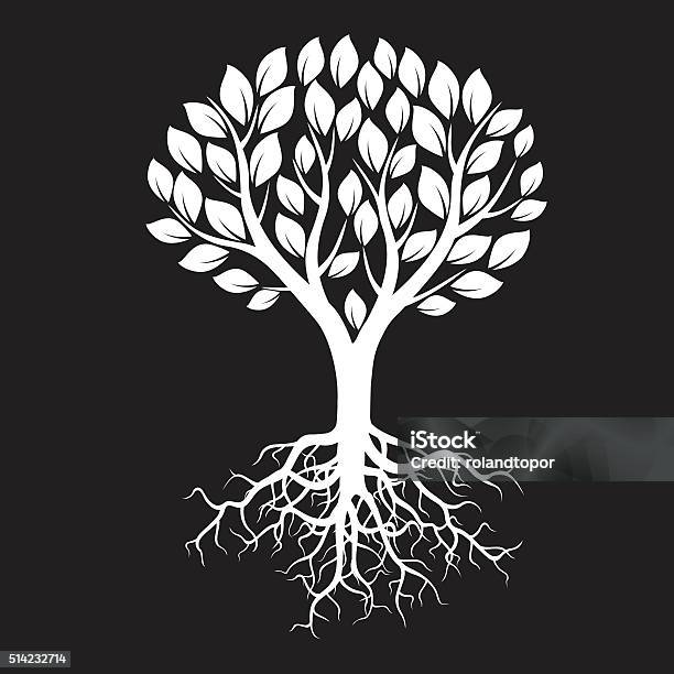 White Tree Rooth's White Tree And Roots Vector Illustration Stock Illustration - Download ...