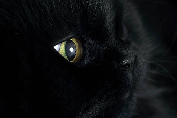 istock Profile of pretty black cat 514232908