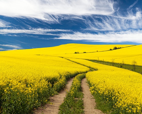 Field of rapeseed with rural road and beautiful cloud