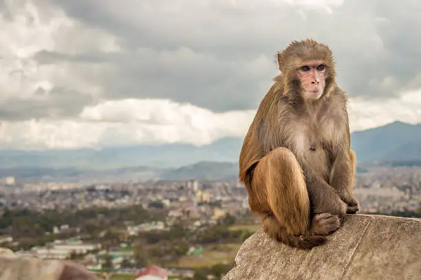 Rhesus Monkey sitting in front of Kathmandu cityscape