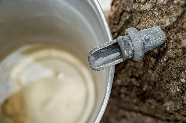 arce de goteo en un cubo de sap - maple syrup sugar shack fotografías e imágenes de stock