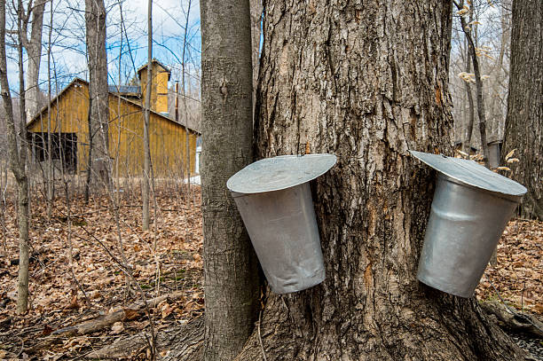 cubo de sap que se utiliza para recopilar de árboles de arce - maple syrup sugar shack fotografías e imágenes de stock