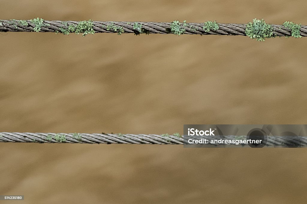 Lichens on a steel cable Green crustose lichens strongly adhered to steel cables in front of the river. Photograph taken near Rheinfelden, Baden-Württemberg, Germany. Algae Stock Photo