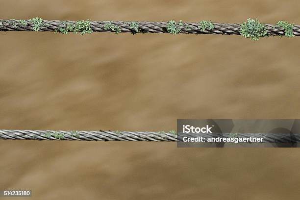 Lichens On A Steel Cable Stock Photo - Download Image Now - Algae, Close-up, Copy Space