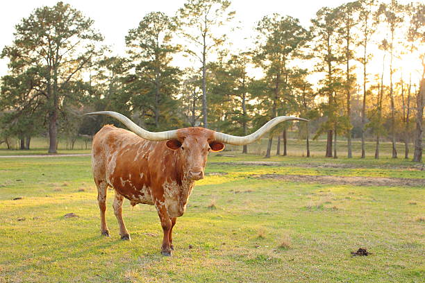 テキサスのロングホーン牛の夕日 - texas longhorn cattle horned bull long ストックフォトと画像