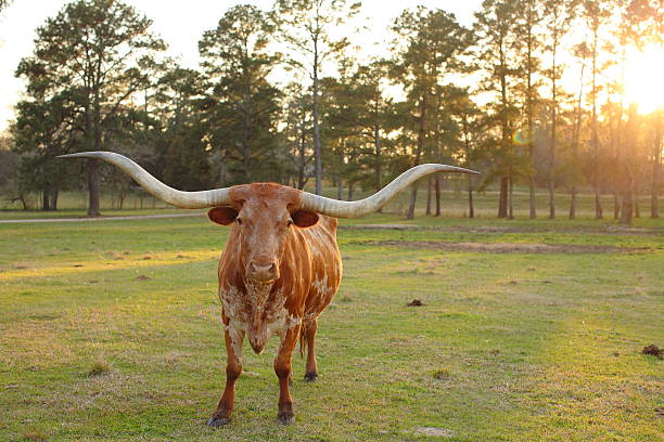 istock Texas Long Horn Cow Sunset 514236210