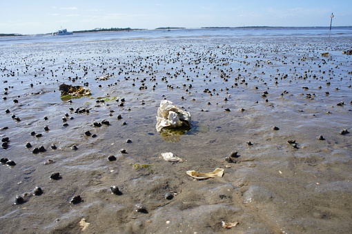 Oysters at Low Tide on the Intracoastal in Fernandina Beach