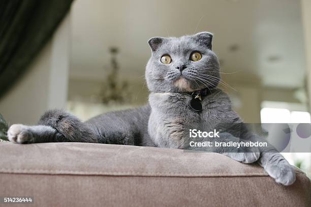 Beautiful Grey Scottish Fold Cat Lounges On Couch Stock Photo - Download Image Now - Domestic Cat, Pet Collar, Scottish Fold Cat