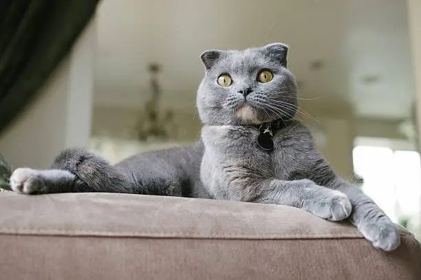 A beautiful grey Scottish Fold cat lounges on a couch in a home. She is a pampered and happy pet and rests comfortably in her home. She is wearing a collar and name tag.