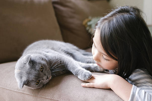 Pequeño Chica relaja con su gato Doble escocés - foto de stock