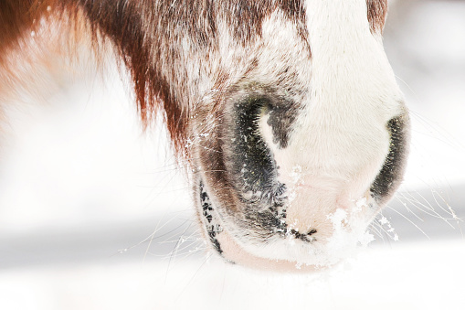Muzzle (nose) of a red roan quarter horse with snow on his whiskers in a winter paddock.