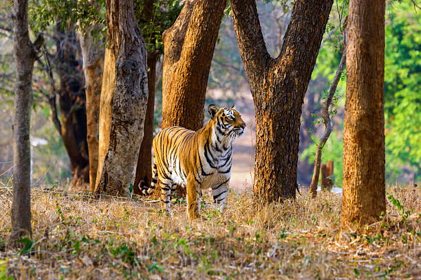 istock Tigers in India roaming free. 514237704