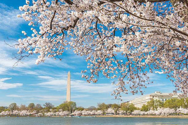 istock Classic Cherry Blossoms in Full Bloom at the Tidal Basin 514237724