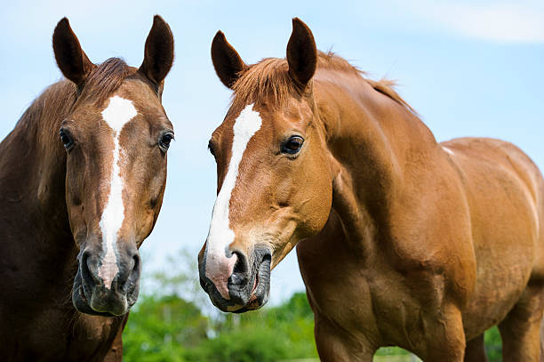 istock Horse in meadow. Summer day 514245455