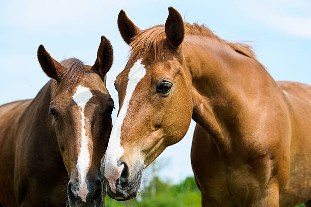 istock Horse in meadow. Summer day 514245495