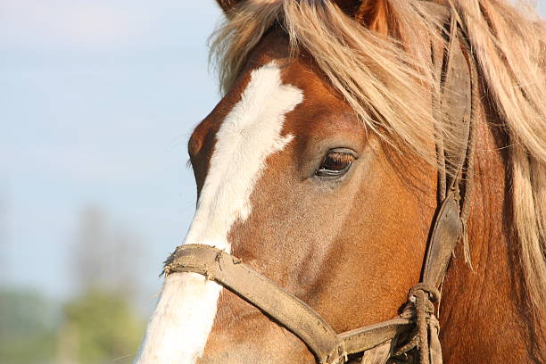 istock Palomino draught horse close up 514246601