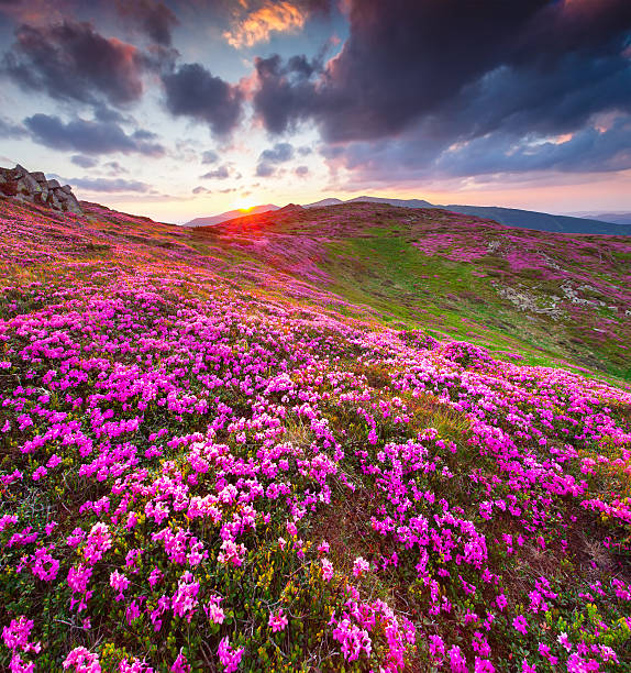 istock Magic pink rhododendron flowers in the mountains. 514246679