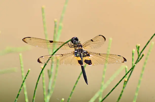 Photo of Rhyothemis phyllis