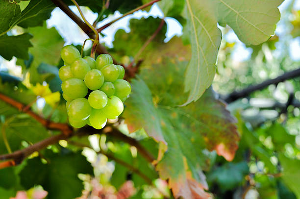 Grapes on the Vine stock photo