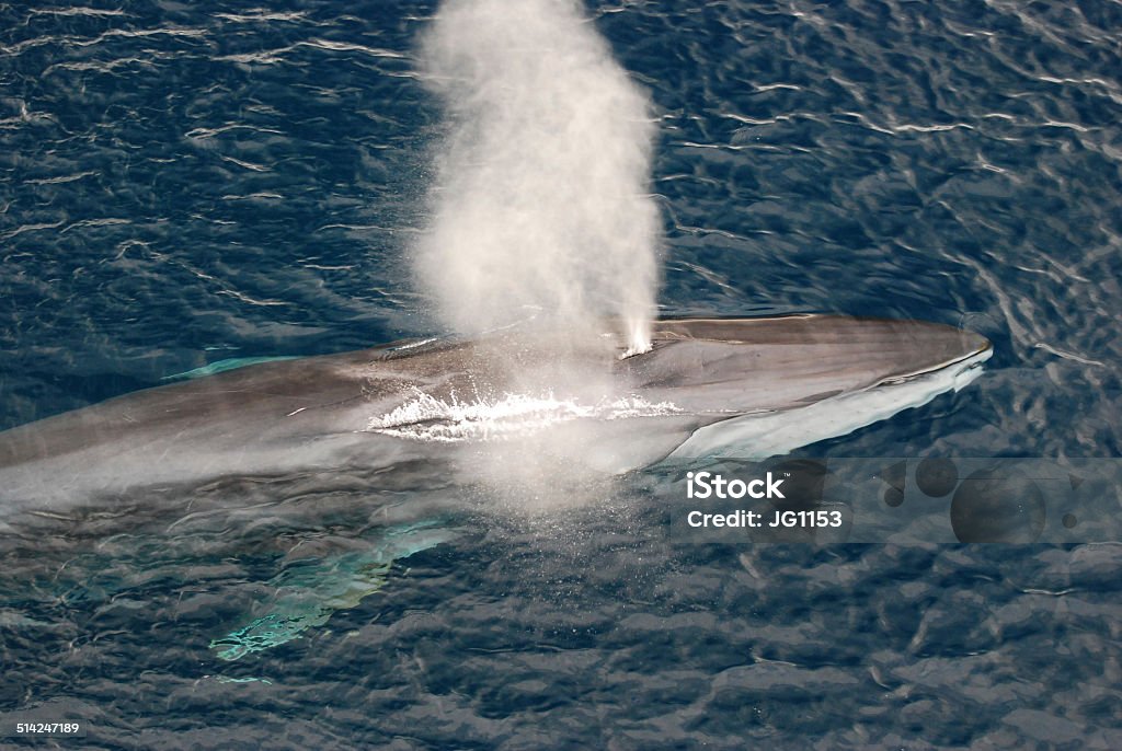 Fin Whale Fin Whale blowing off the California coast Fin Whale Stock Photo