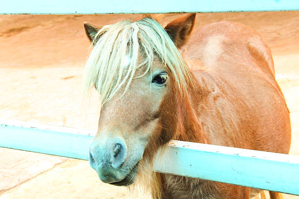 istock face of horse 514247409